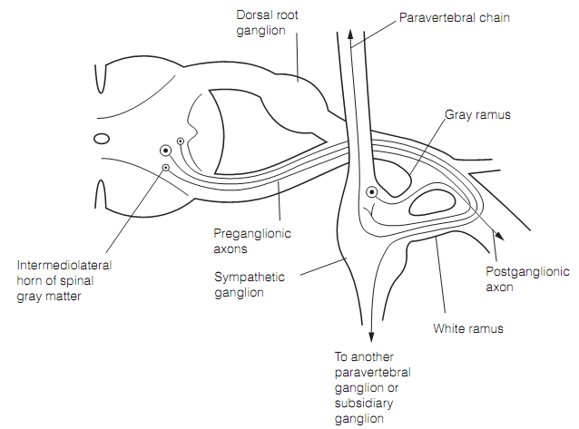 419_Autonomic nervous system (ANS) 1.png